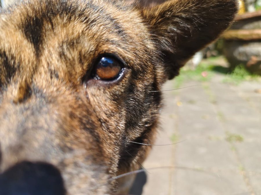 A rescued dog cared for by Bali Animal Buddies