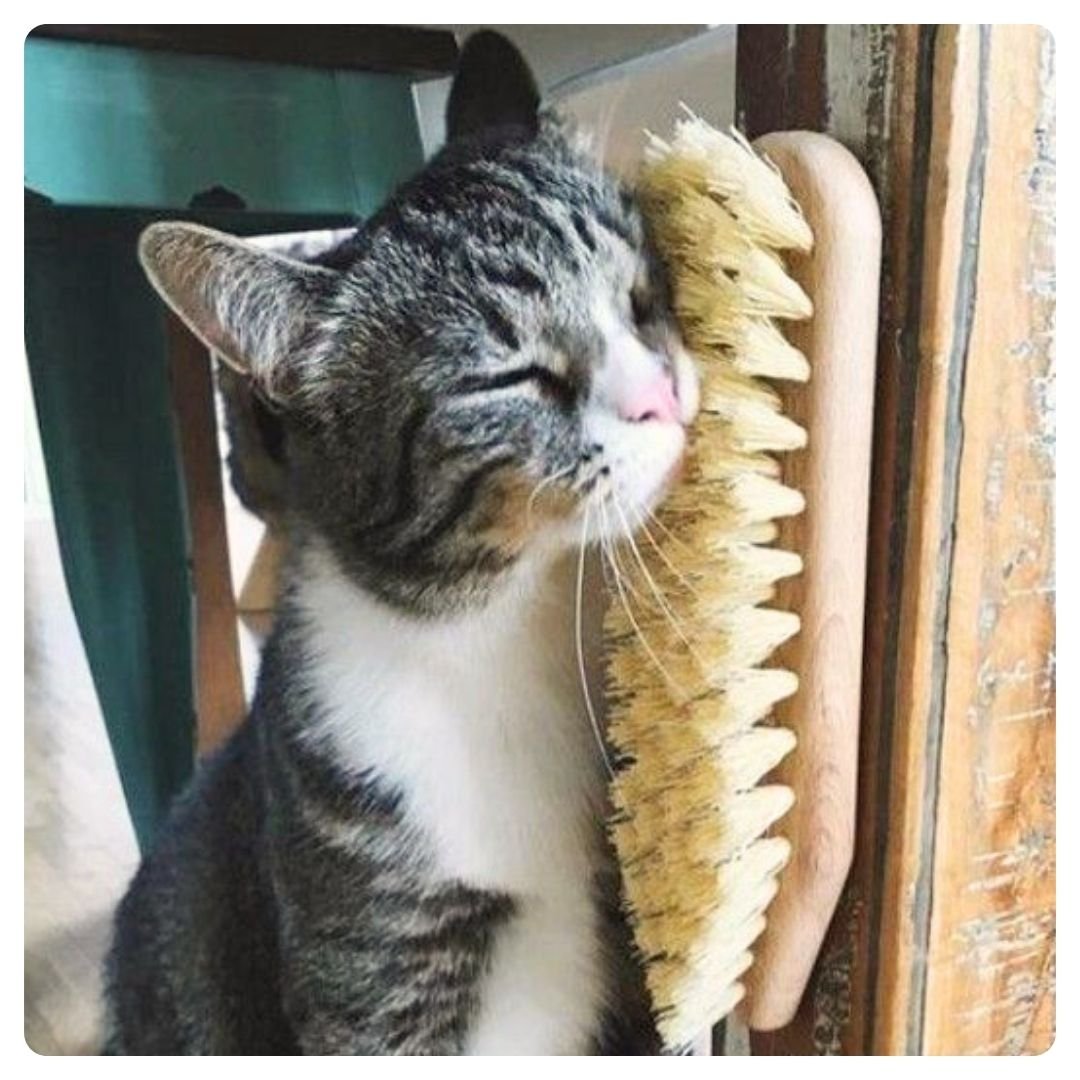 A cat
