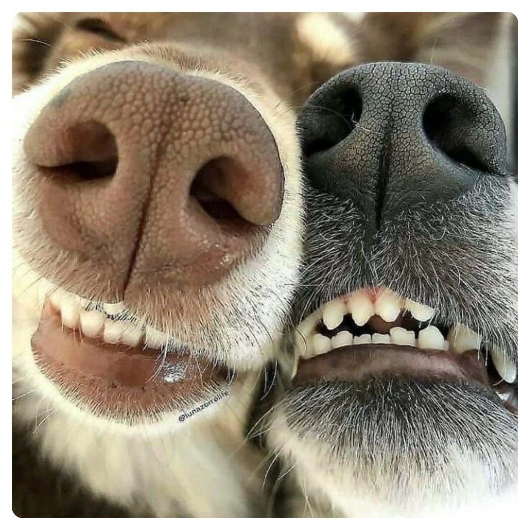 A dog
