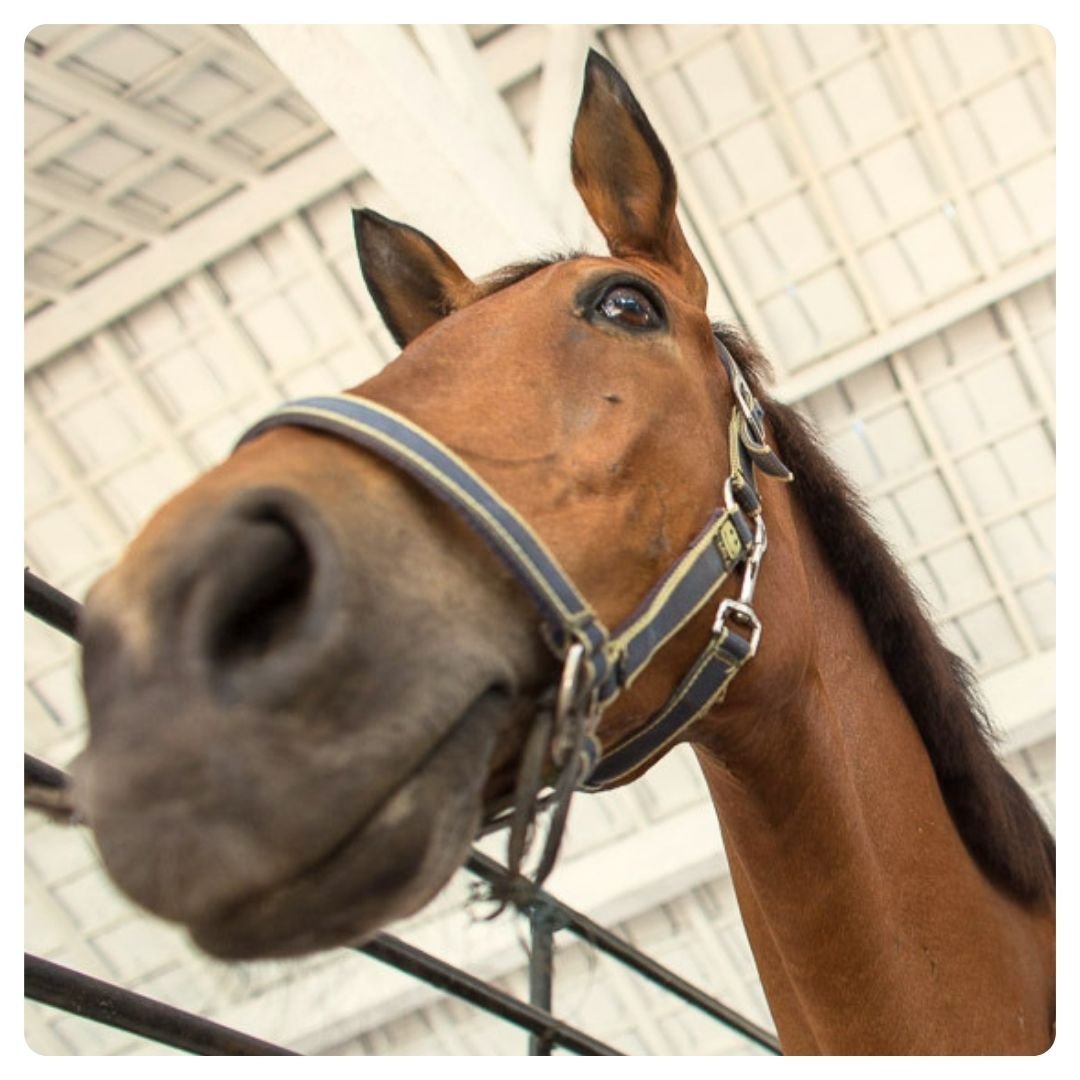A horse