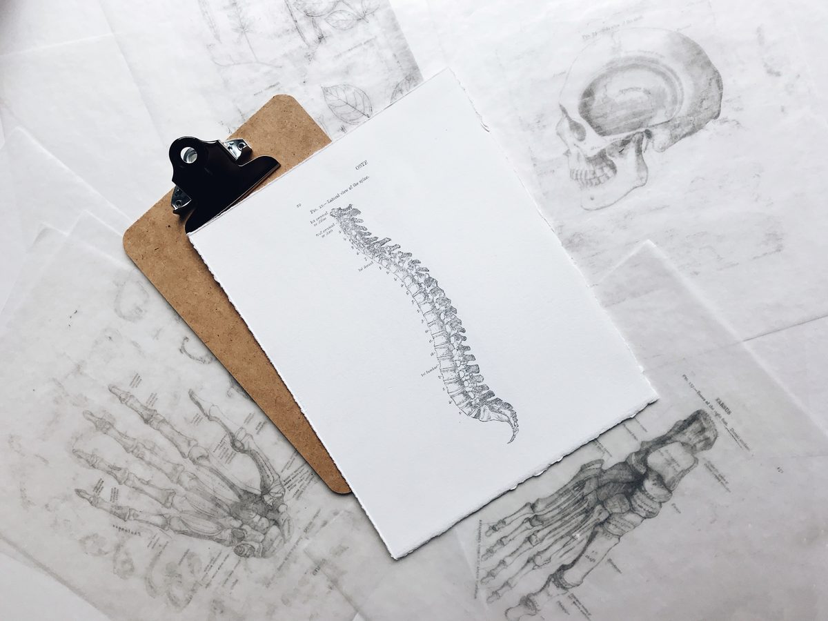 Anatomical sketches of the spine and skull on a clipboard